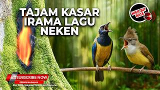 Download lagu 🔴 Live Tembakan Kasar Kastem Ngekrek Jenggot Grejaan Tengkek Buto Materi Cucak Cungkok Super Gacor mp3