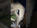 Ini Nithi Cdm Kiratu