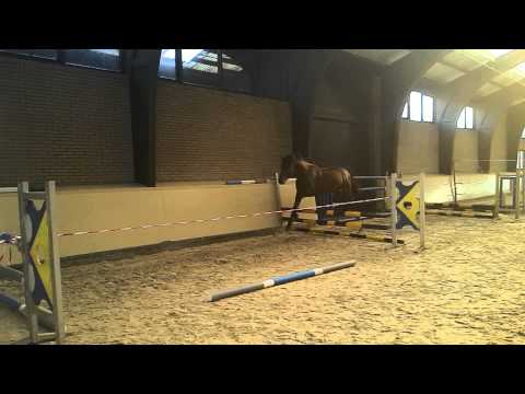 Numero Uno x Corofino Hengst