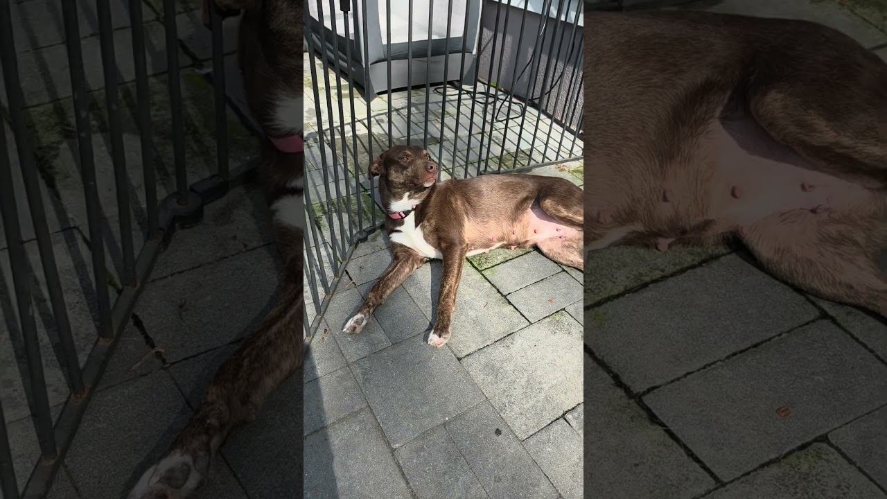 Brownie, a Adoptable mixed breed in Blairstown, NJ video 6/6