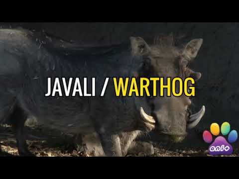 50 ANIMAIS - Nome e Som de 50 Amimais #animal #pets #animais