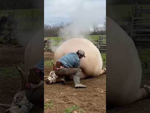 methane gas trapped in a bull! #animals  #rescue #wildliferescue #bull