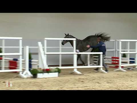 2y stallion by Christian - Lord Z