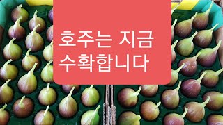 무화과 호주 러시아 미국  친구들 입니다