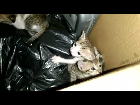 Cat Given Birth to 3 Kittens in my home