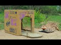 Quick Installing Unique Quail Trap By Using Carboard Box That Work 100