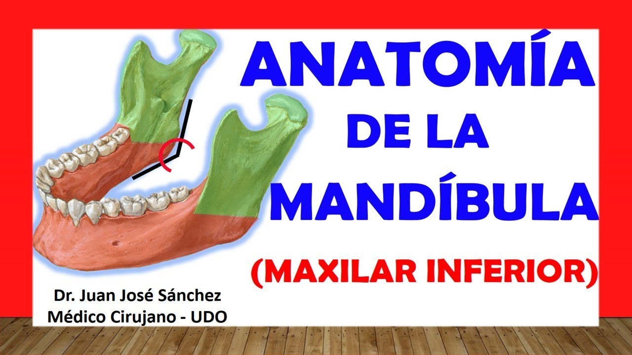 🥇 MANDIBLE - (LOWER MAXILLARY), Anatomy. Easy, Quick and Simple