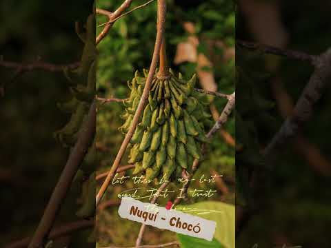 Nuquí, Chocó