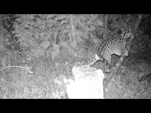 Ocelot vs Possum Trail Cam Video