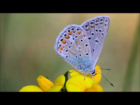 Horia Şurianu (*1952): Concerto for saxophone and ensemble (1984)