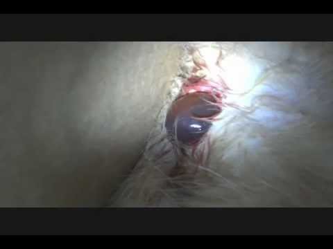 Cat in Labor Gives Birth (graphic) What to Expect When your ...