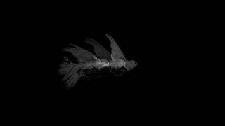 Doves (Loss of Love and Desensitization of Grief) - Experimental Short Film