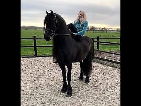 Jeldrik, Friesian Horses for sale https://www.blacksterlingfriesians.com questions? 415-272-2112