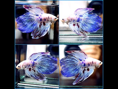 Live Betta Fish Fancy Blue Marble Purple Burgundy Veil Tail Vt Male 301 Ebay