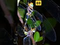 Dragon flies making love #shorts #dragonfly #insectsmakelove
