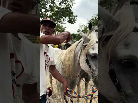 Carreras a caballo en el mamón corregimientos de Corozal Sucre 2026 #caballos