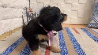 ハーフ犬の動画01