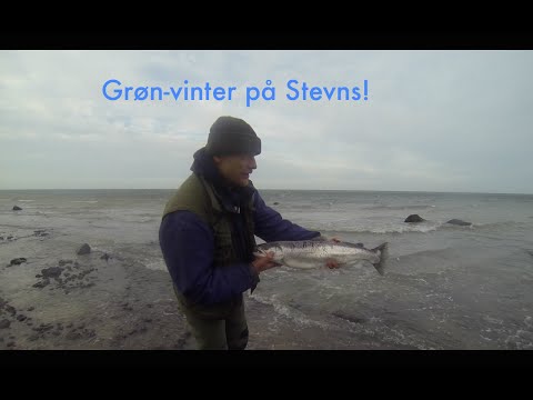 Havrreder fra Stevns