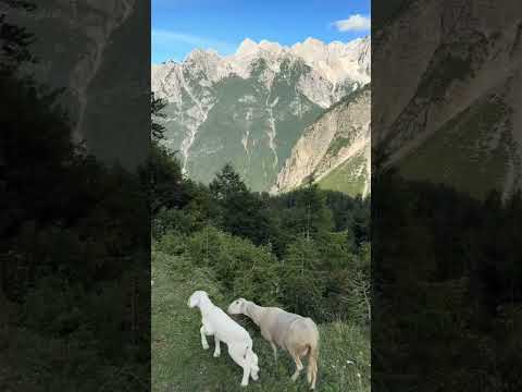 OVAJ PRIZOR MORA DA VIDI CEO SVET! 🌍🐑⛰️ #svetbiologije #nature #viral #animals #priroda