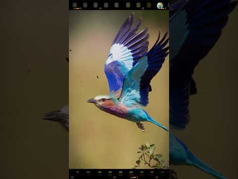 Ram ji aur Neelkanth panchhi ka kya sambandh hai #neelkanth#ramayan#hindugod#dashahara#Sreeraam