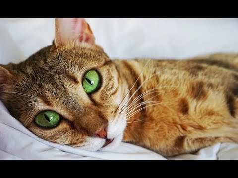 Being in HEAT and What it LOOKS like!  - Savannah Cats