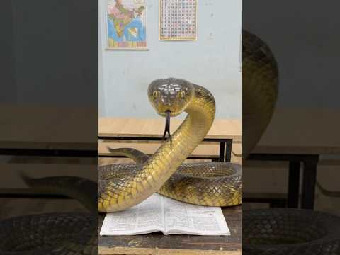 Dholu bana saap 😱😱!! #youtube #bestfeed #shorts #foryou #snake