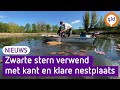 Zwarte stern is verwend geraakt met kunstmatige nestjes