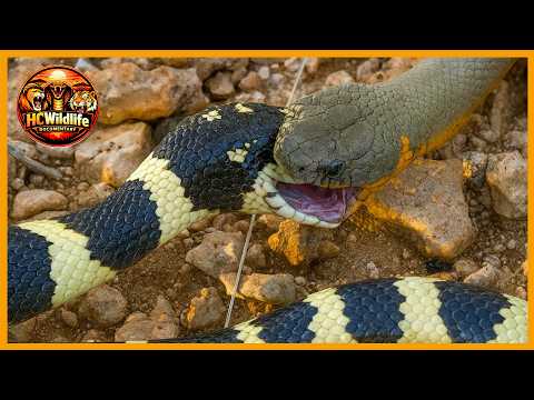 When Snakes Hunt Their Own Kind : King Cobra & Deadly Rival Encounters | Animal Fight