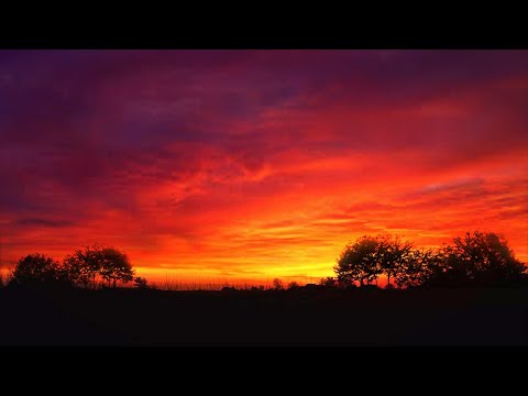 Relaxing Nocturnal Sounds | 1 Hour Of Nature Sounds For Sleeping | Soothing Night Time Forest Sounds