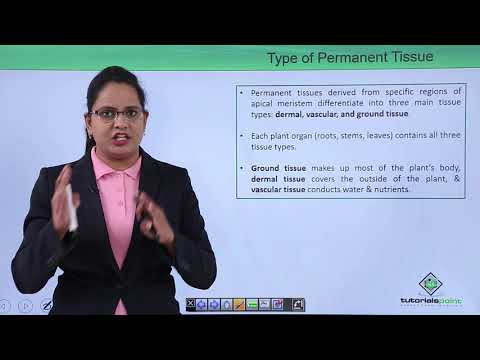 Anatomy of flowering plant Introduction Hindi