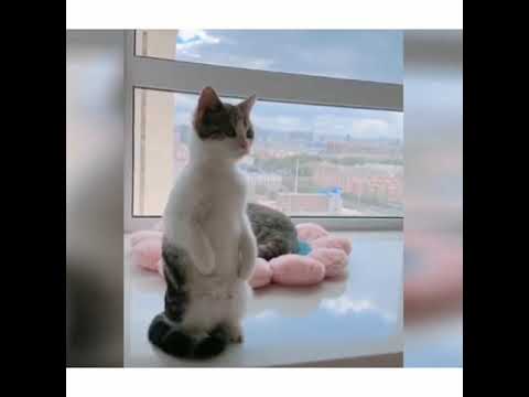 Cute and awesome cats 😍 compilation- If You Don't LAUGH, Something Is Wrong With You.