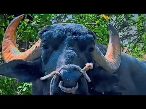 Dewal GAO Raja👑 Vs Rama Ki Takkar Jalna🔥👌 D Company Ki Takkar🔥👌