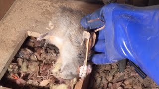 Dead Rat Under Bathroom Vanity