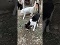 Tuxedo Cat Meowing