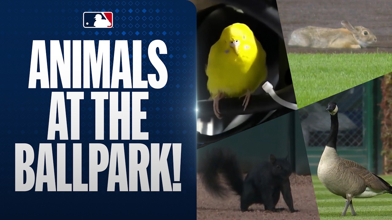Some of the BEST animal at the ballpark moments! 🤪 (ft. Detroit squirrel 🐿️)