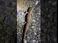 Signs of Spring: Salamander crossing