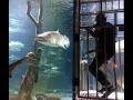 Long Island Aquarium Swim With Sharks