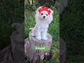 Maltese dogs for sale: Korean Snowball  - Video 1