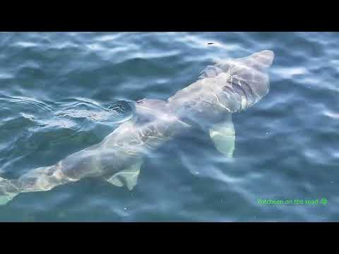 The Gentle Giants Of Our Seas