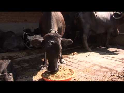 Kishorekumar Jadhav Godrej Agrovet Advertisement Role of Farmer