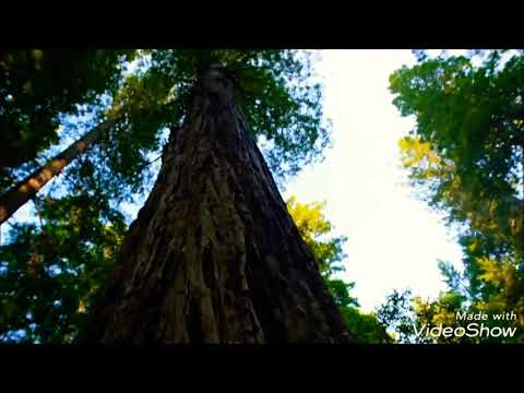 Ayaz inceli - Hezin musiqi 2018 (3)