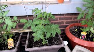 Container Gardening Season 4 - Week 3: Mystery Pot Madness
