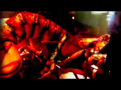 Rock Lobster (B-52s ala Tom Waits)