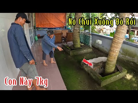 Searching for a 7kg Reticulated Python That Escaped a Neighbor's Cage, Causing Fear | Muoi Thuong SB