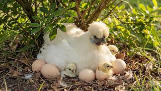 Download lagu Silkie Chicken: 190 Days From Egg To Survivor | Animals Life mp3 Download lagu Silkie Chicken: 190 Days From Egg To Survivor | Animals Life mp3