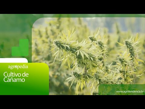 Cultivation of hemp | Agro in 2 minutes
