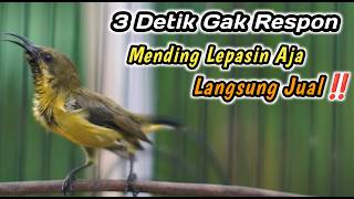 Download lagu PANCINGAN PENGGACOR SOGON TROTOL NDASI PALING JITU‼️SEKALI DENGAR SOGONMU PASTI LANGSUNG NEMBAK mp3
