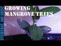 Mangrove Plants For Saltwater Aquarium For Sale
