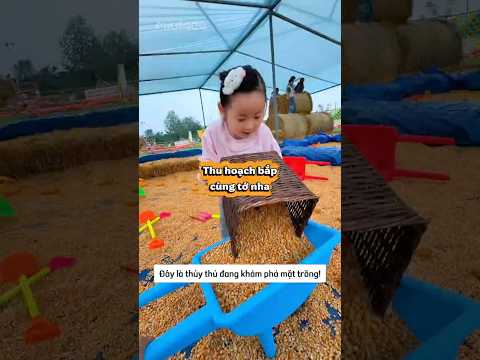 thu hoạch bắp cùng cô nông dân