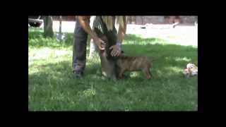 caragan steel juno 2012 litter - black brindle girl 63 days old